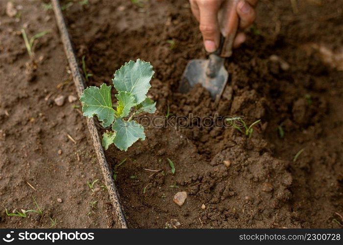 Gardening concept a young male gardener taking care of a vegetable by shoveling the soil around the plant.