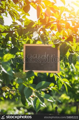 "Gardening concept. Blackboard with word "Garden" hanging on tree at sunny day"
