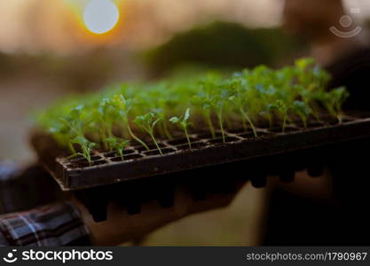 Gardening concept several green plants repotted to bigger-sized spaces to allow the plants to grow larger.