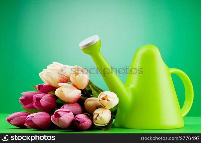 Gardening concept - Tulips and watering can