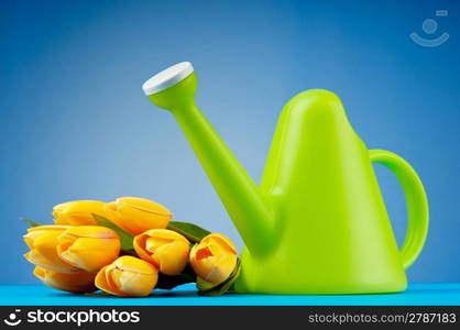 Gardening concept - Tulips and watering can