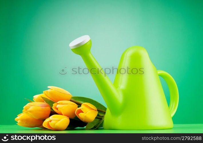 Gardening concept - Tulips and watering can