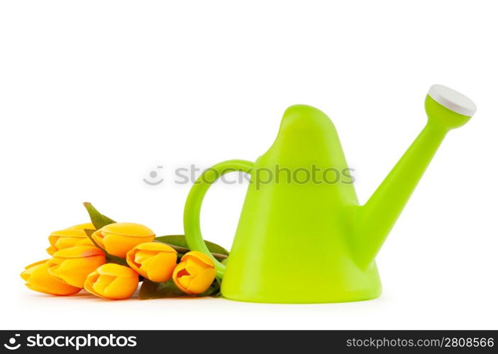 Gardening concept - Tulips and watering can