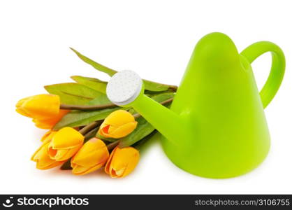 Gardening concept - Tulips and watering can