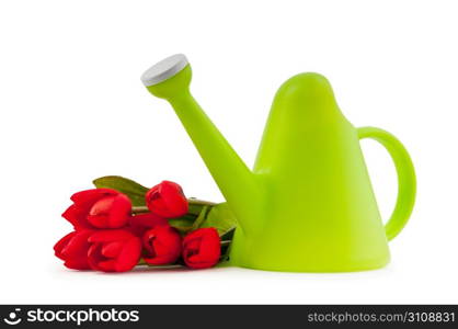 Gardening concept - Tulips and watering can