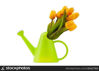 Gardening concept - Tulips and watering can