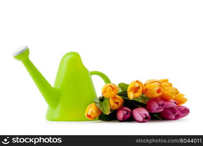 Gardening concept - Tulips and watering can