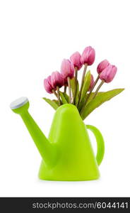 Gardening concept - Tulips and watering can