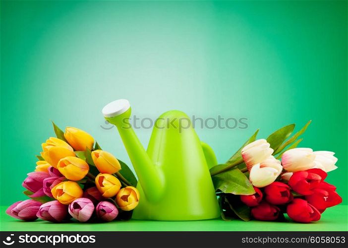 Gardening concept - Tulips and watering can