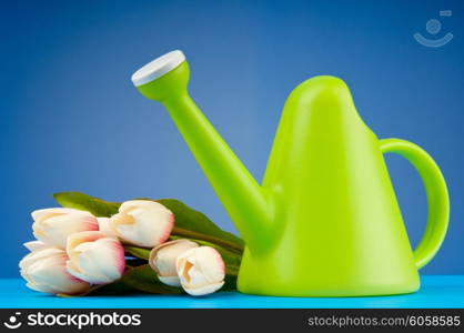 Gardening concept - Tulips and watering can