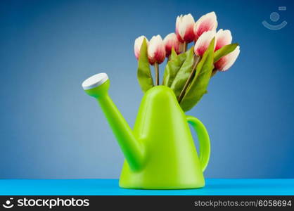 Gardening concept - Tulips and watering can