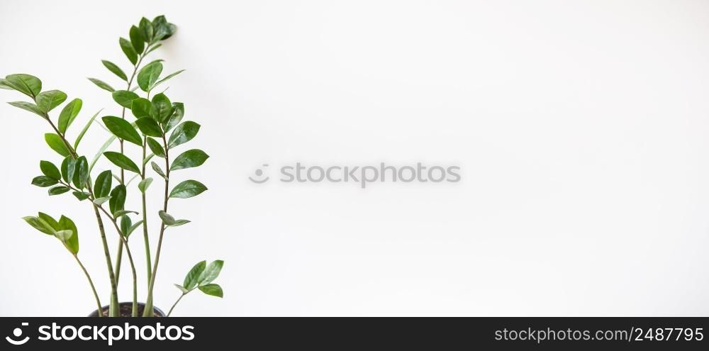 Gardening concept. Vertical photo of a Zamioculcas houseplant growing in a white pot. Banner, place for text. Gardening concept. Vertical photo of a Zamioculcas houseplant growing in a white pot. Banner, place for text.