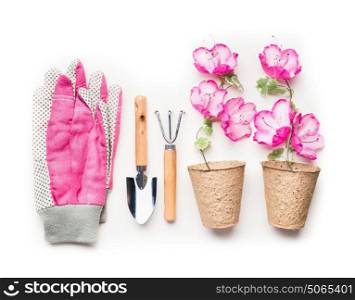 Gardening concept with garden tools, planting flowers in pots and pink gloves on white background, top view, flat lay