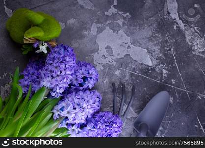 Gardening concept with hyacinth blue fresh flowers on dark gray background with copy space, top view. Gardening concept with hyacinth fresh flowers