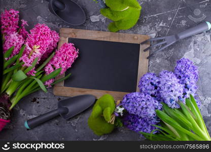 Gardening concept with hyacinth fresh flowers and garden equipment on dark gray background with copy space, top view. Gardening concept with hyacinth fresh flowers