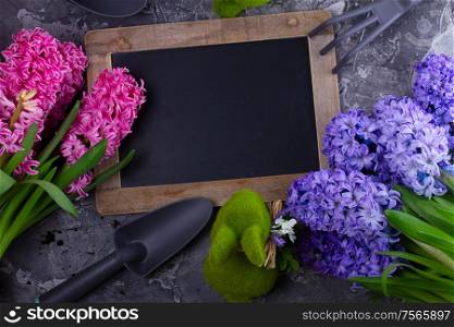 Gardening concept with hyacinth fresh pink and blue flowers and garden equipment on dark gray background with copy space, top view. Gardening concept with hyacinth fresh flowers
