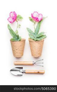 Gardening concept with tools and Flowers in pots on white background, top view, flat lay