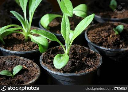 Gardening concept. Young seedling of artichokes growing in pot on windowsill .. Gardening concept. Young seedling of artichokes growing in pot on windowsill