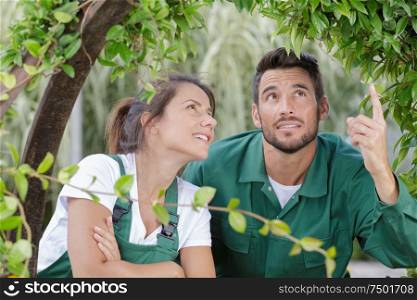 gardening couple inspecting plant growing over an arch