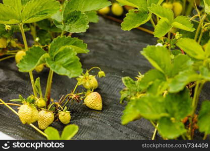 Gardening, early harvesting concept. Closeup of green ripening strawberries with leafs on bush. Closeup of green ripening strawberries with leafs