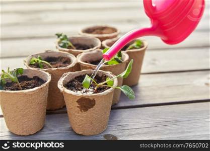 gardening, eco and organic concept - hand with watering can and vegetable seedlings in pots with soil on wooden board background. hand with watering can and seedlings in pots