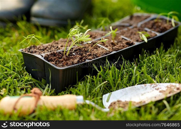 gardening, eco and organic concept - seedlings in starter pots tray with soil at summer garden. seedlings in starter pots tray with soil at garden