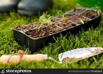 gardening, eco and organic concept - seedlings in starter pots tray with soil at summer garden. seedlings in starter pots tray with soil at garden