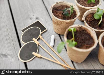 gardening, eco and organic concept - vegetable seedlings in pots with soil and name tags with chalk on wooden board background. seedlings in pots with soil on wooden background