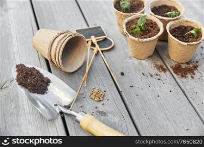 gardening, eco and organic concept - vegetable seedlings in pots with soil and name tags with garden trowel on wooden board background. seedlings in pots with soil on wooden background