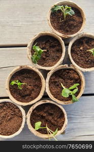 gardening, eco and organic concept - vegetable seedlings in pots with soil on wooden board background. seedlings in pots with soil on wooden background