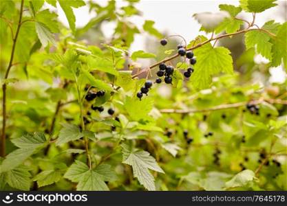 gardening, farming and botany concept - black currant bush with ripe berries at summer garden. black currant bush with ripe berries at garden