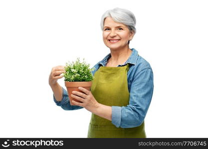 gardening, farming and old people concept - portrait of smiling senior woman in green garden apron with flower in pot over white background. smiling senior woman in garden apron with flower