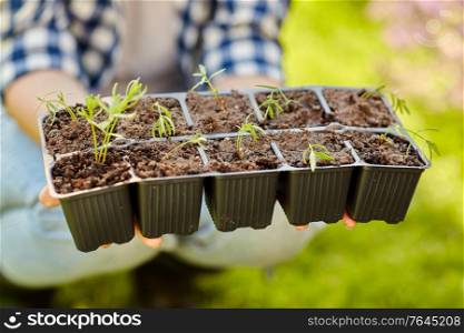gardening, farming and people concept - hands of young woman holding starter pots tray with seedlings at summer garden. woman holding pots tray with seedlings at garden