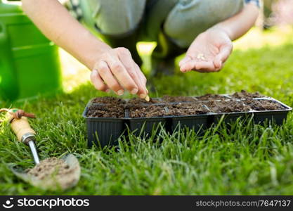 gardening, farming and people concept - hands of young woman planting flower seeds to starter pots tray with soil at summer garden. woman planting flower seeds to pots tray with soil