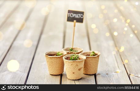 gardening, farming and planting concept - tomato seedlings in pots with name tags on wooden terrace. tomato seedlings in pots with name tags