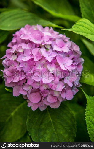 Gardening, flower garden, flowering hydrangea in the garden. Nature. Gardening, flower garden, flowering hydrangea in the garden.