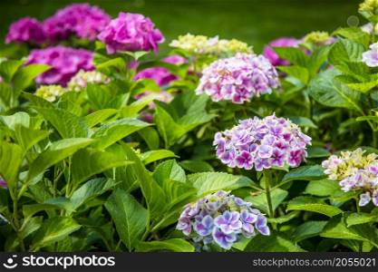 Gardening, flower garden, flowering hydrangea in the garden. Nature. Gardening, flower garden, flowering hydrangea in the garden.