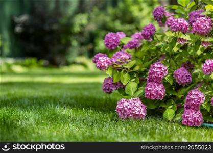 Gardening, flower garden, flowering hydrangea in the garden. Nature. Gardening, flower garden, flowering hydrangea in the garden.