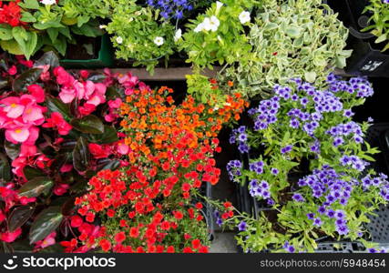 gardening, flowers and sale concept - close up of flower seedlings at street market