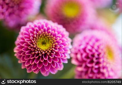 gardening, flowers, floristry, holidays and flora concept - close up of beautiful pink chrysanthemums