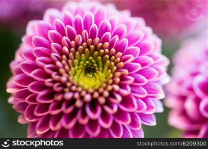 gardening, flowers, floristry, holidays and flora concept - close up of beautiful pink chrysanthemums