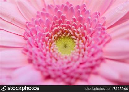 gardening, flowers, floristry, holidays and flora concept - close up of beautiful pink gerbera