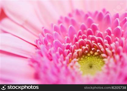 gardening, flowers, floristry, holidays and flora concept - close up of beautiful pink gerbera