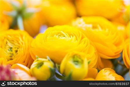 gardening, flowers, floristry, holidays and flora concept - close up of beautiful yellow ranunculus flowers