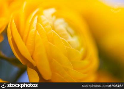 gardening, flowers, floristry, holidays and flora concept - close up of beautiful yellow ranunculus flowers