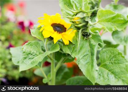 gardening, flowers, nature and botany concept - close up of blooming sunflower in garden