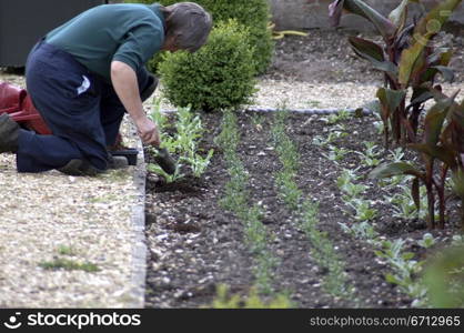 gardening hands in flowerbed