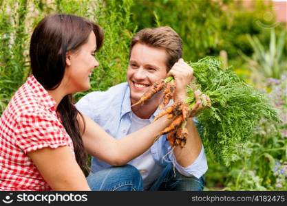 Gardening in summer - happy couple harvesting carrots and having lots of fun
