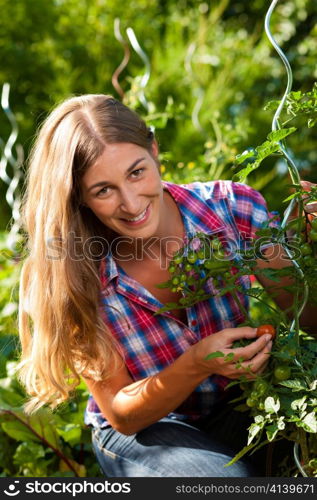 Gardening in summer - happy woman harvesting tomatoes from bush