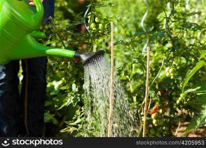 Gardening in summer - woman (only legs) watering plants with water pot